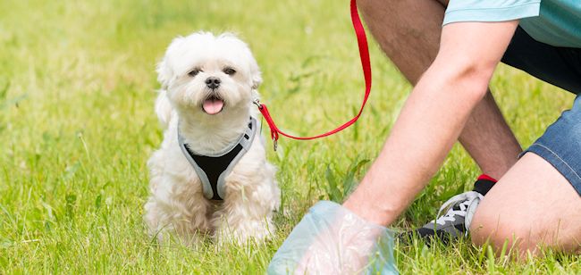 dog on grass, owner is picking up dog fouling