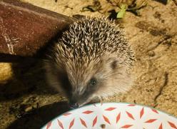 Baby hedgehog feeding at night
