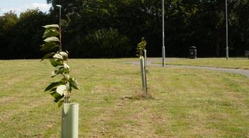 Tree planting