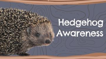 hedgehog awareness