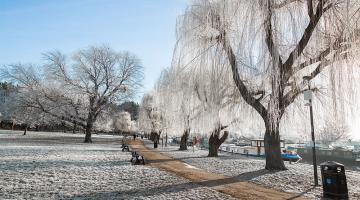 frozen landscape