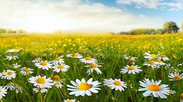 Decorative image, daisy field with a blue sky