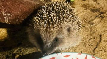 Baby hedgehog feeding at night