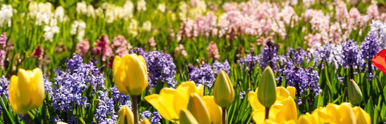 Spring banner
